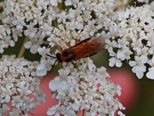 Turnip Sawfly