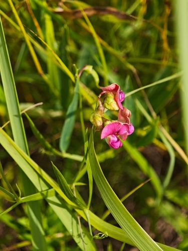 Narrow-leaved Everlasting-pea