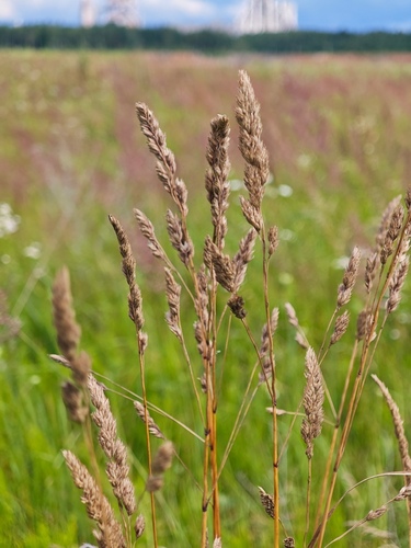 orchard grass