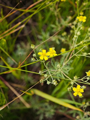 Silvery Cinquefoil