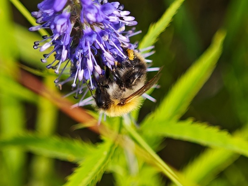 Common Carder Bumble Bee