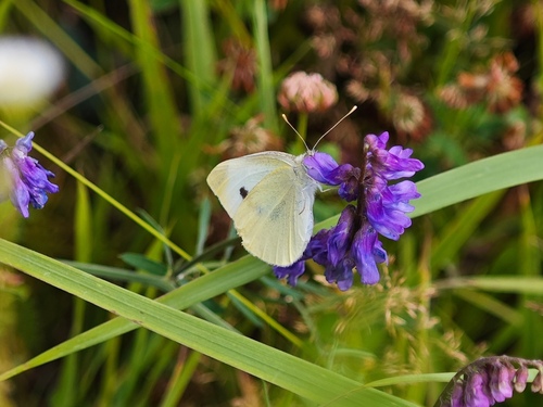 Small White