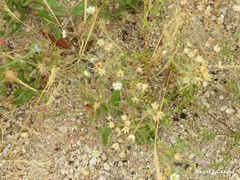 Spergula pentandra