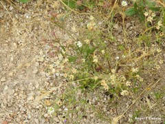 Spergula pentandra