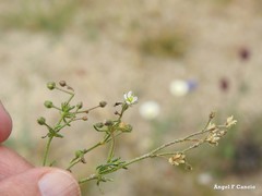 Spergula pentandra