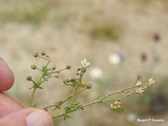 Spergula pentandra
