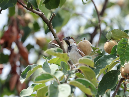 House Sparrow