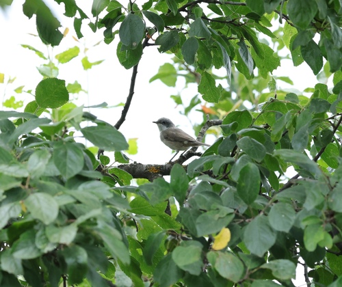 Lesser Whitethroat