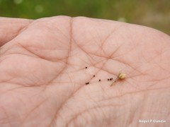 Spergula pentandra