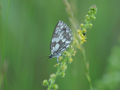 Marbled White