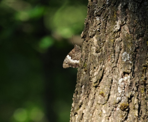 Woodland Grayling