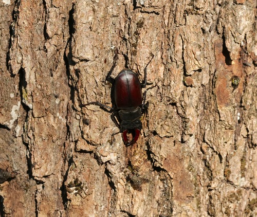 European Stag Beetle