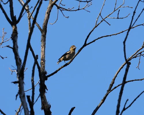 Hawfinch