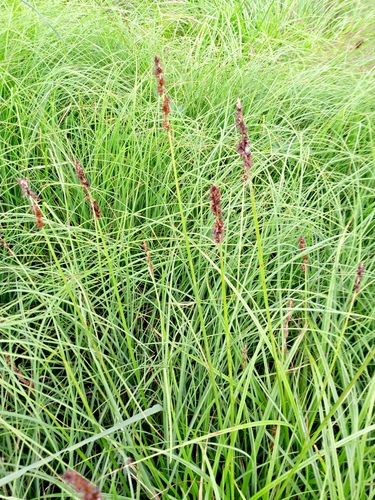 Carex vulpina, photograph 4