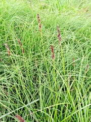 Carex vulpina, photograph author not stated, no rights reserved