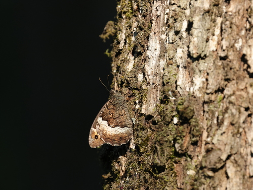 Woodland Grayling