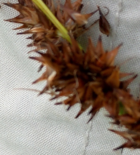 Carex vulpina, photograph 5