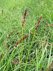 Carex vulpina, photograph author not stated, no rights reserved