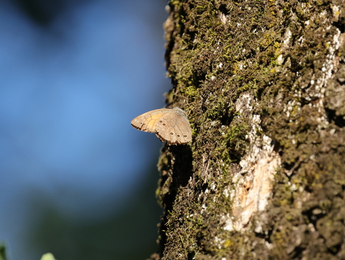 Lattice brown