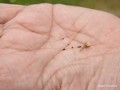 Spergula pentandra