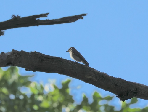 Spotted Flycatcher