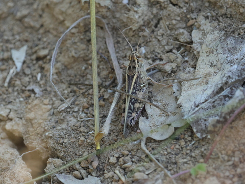 Italian locust