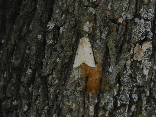 Spongy Moth