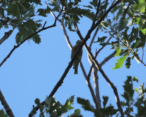Hawfinch