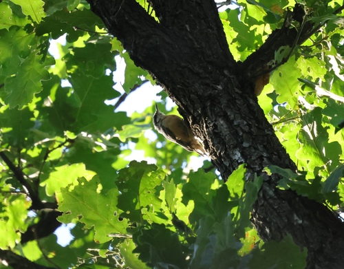 Eurasian Nuthatch