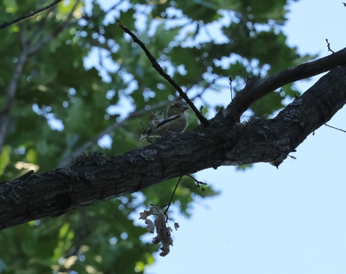 Hawfinch