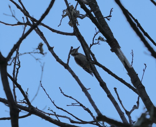 Great Spotted Woodpecker