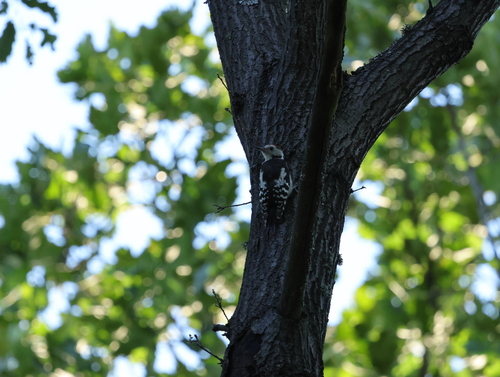 Middle Spotted Woodpecker