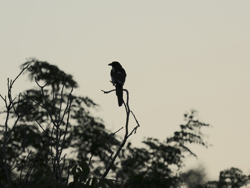 Eurasian Magpie