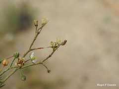 Spergula pentandra