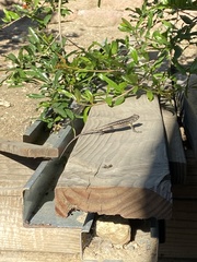 Sceloporus occidentalis