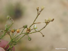 Spergula pentandra