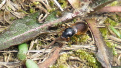 Anisodactylus sanctaecrucis