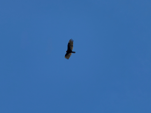 iNaturalist observation photo of Turkey Vulture