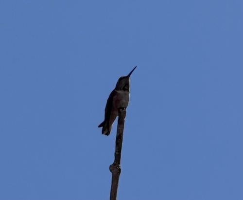 iNaturalist observation photo of Allen's Hummingbird