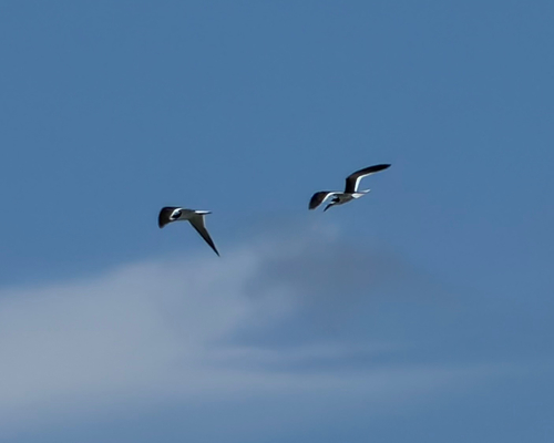 iNaturalist observation photo of Black Skimmer