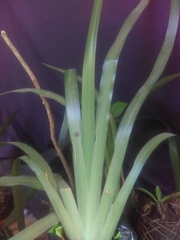 Trimezia gracilis
