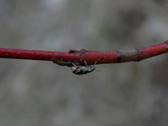 Polydrusus tereticollis