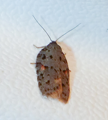 Acleris ptychogrammos