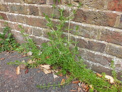Galium aparine