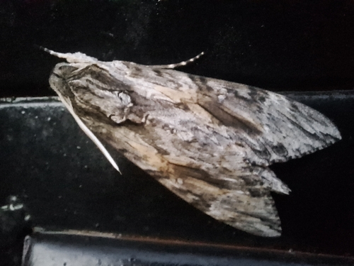 Convolvulus Hawkmoth