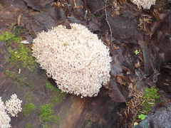 Artomyces microsporus