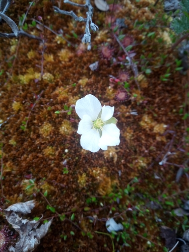 cloudberry