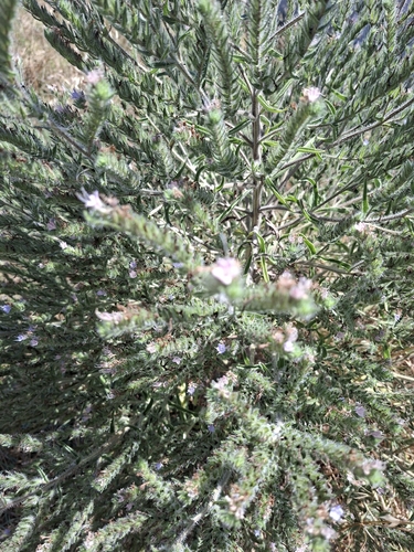 Pale Bugloss