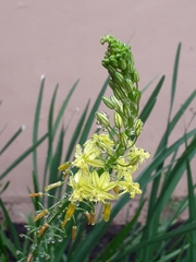 Bulbine asphodeloides