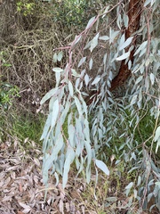 Eucalyptus sideroxylon